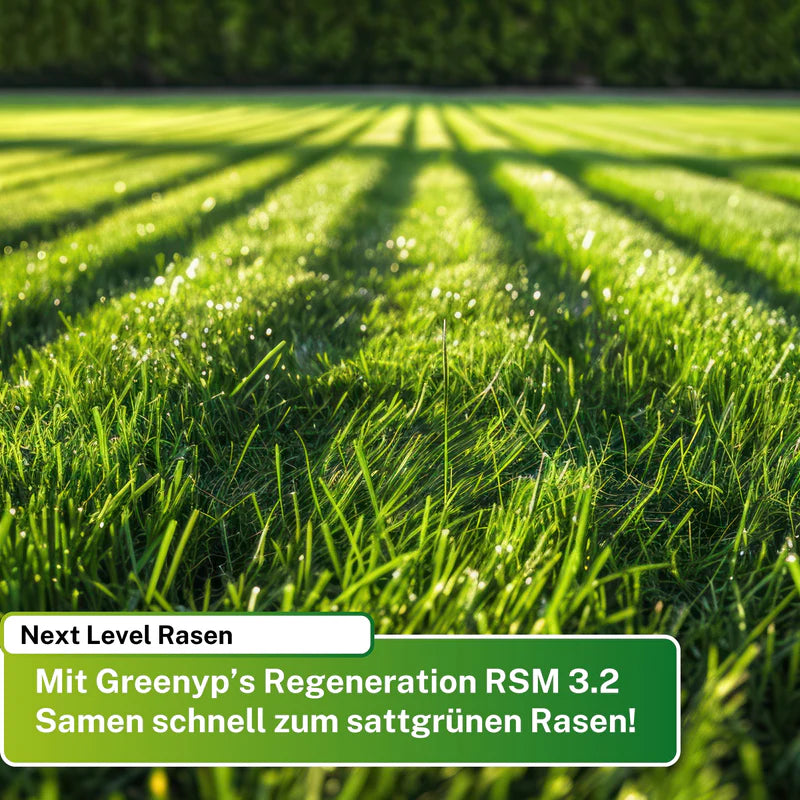 Greenyp Regeneration RSM 3.2 Rasensamen | Turbo Nachsaat