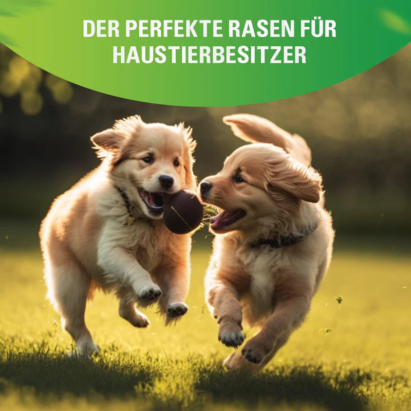 Greenyp Sport Rasensamen Sport-, & Spielrasen Sportrasen