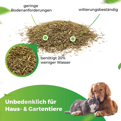 Greenyp Sunny Rasensamen | Trockenrasen